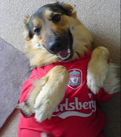 liverpool football dog dogs kit pets fc lfc mad nine gus